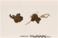 藏品(黃果黃髓梅衣)的圖片